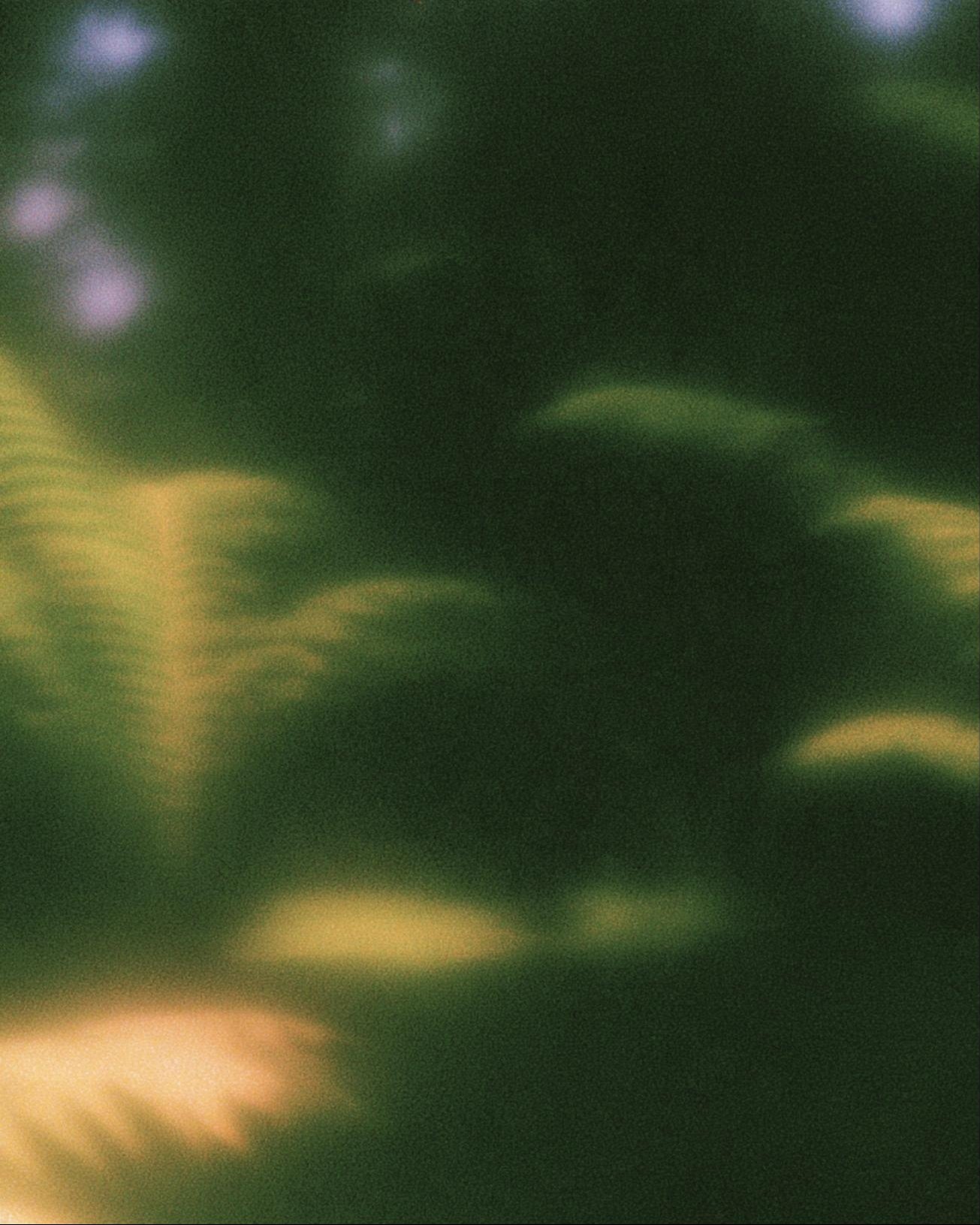 Ferns in soft green daylight